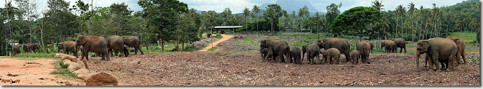 Питомник слонов, Шри Ланка